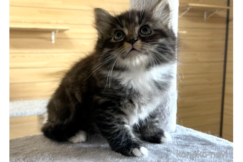 成約済の千葉県のサイベリアン-89267の4枚目